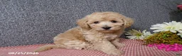 Bichpoo dogs for sale: Tracy - Ad 5