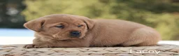 Labrador Retriever dogs for sale: Labrador Retriever Puppy 5 - Ad 4