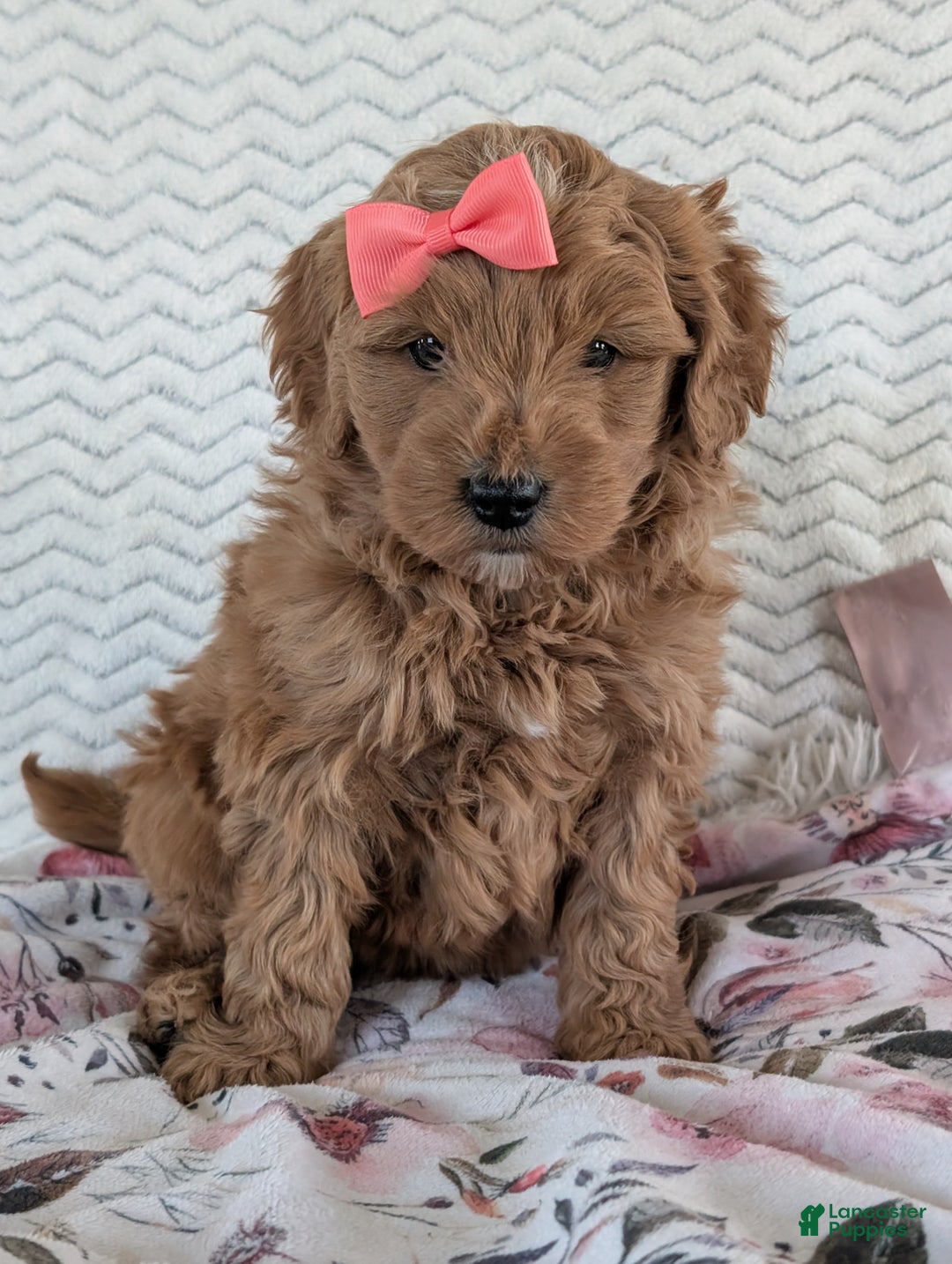 Goldendoodle dogs for sale: Bella - Ad 16