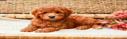 Miniature Labradoodle dogs for sale: Berry - Ad 4
