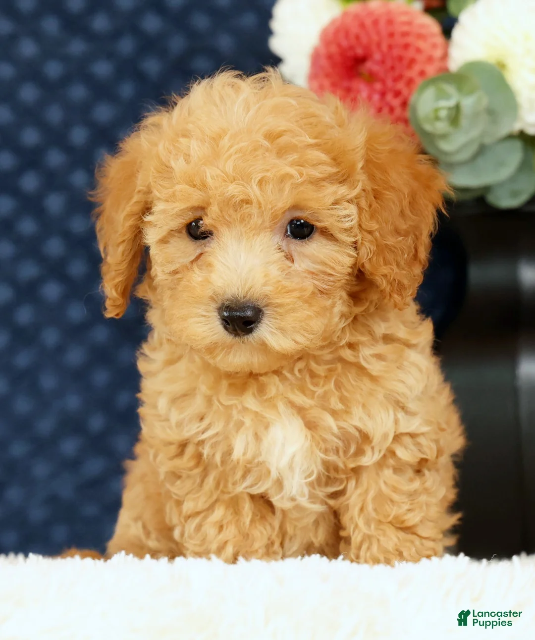 Bichpoo dogs for sale: Evan - Ad 2