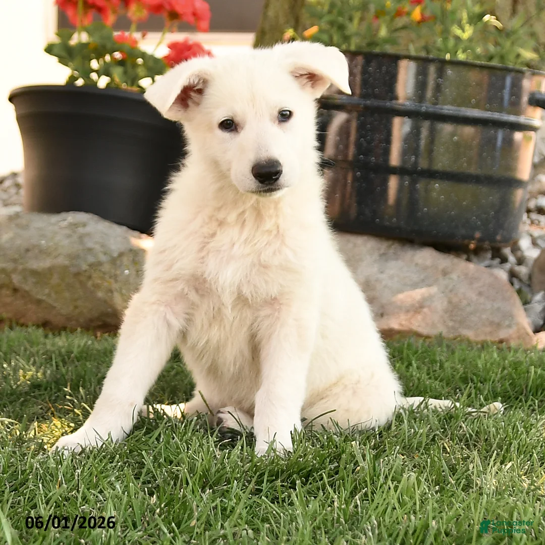 German Shepherd dogs for sale: Summer - Ad 2