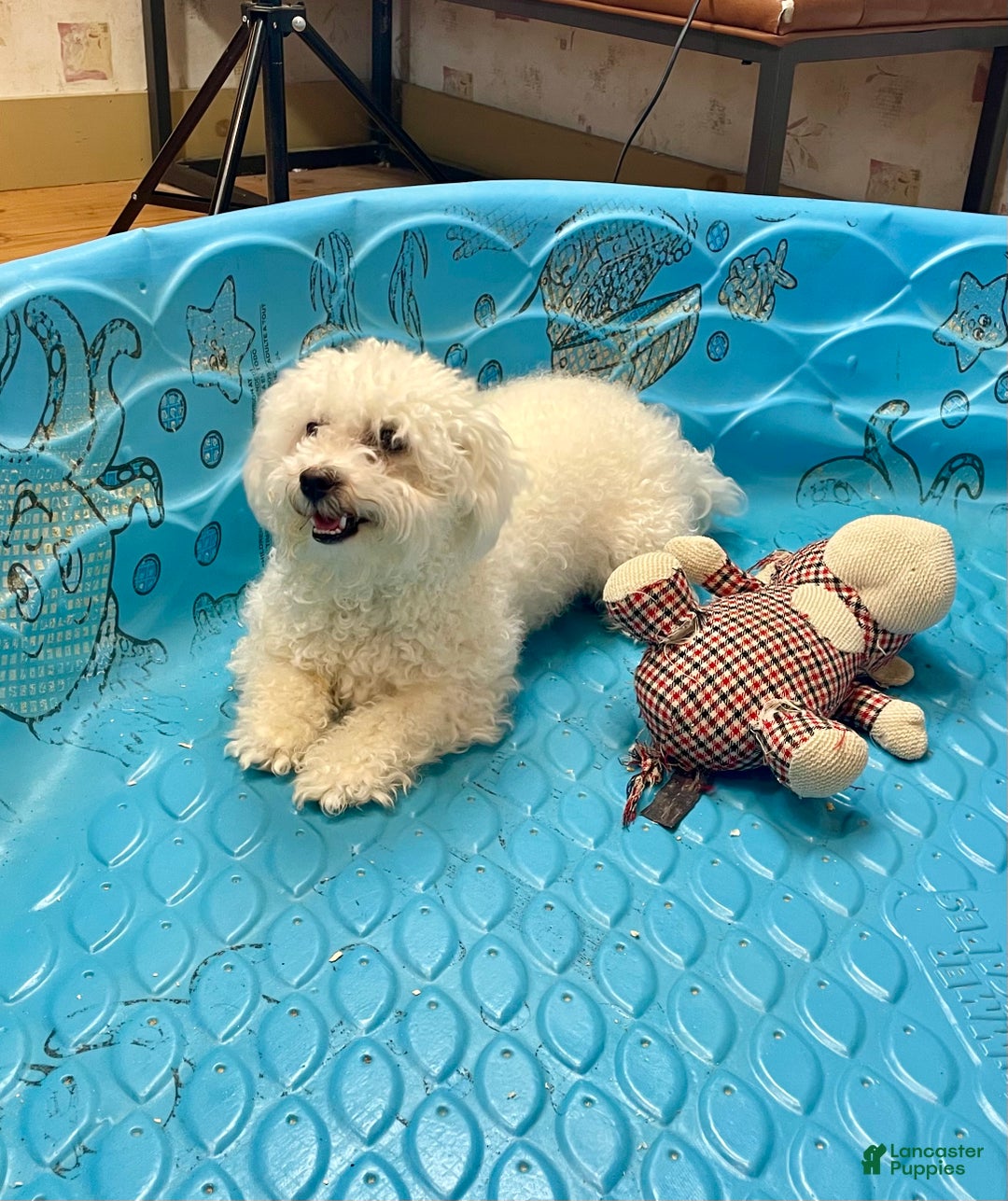 Bichon Frise dogs for sale: Lola - Ad 5