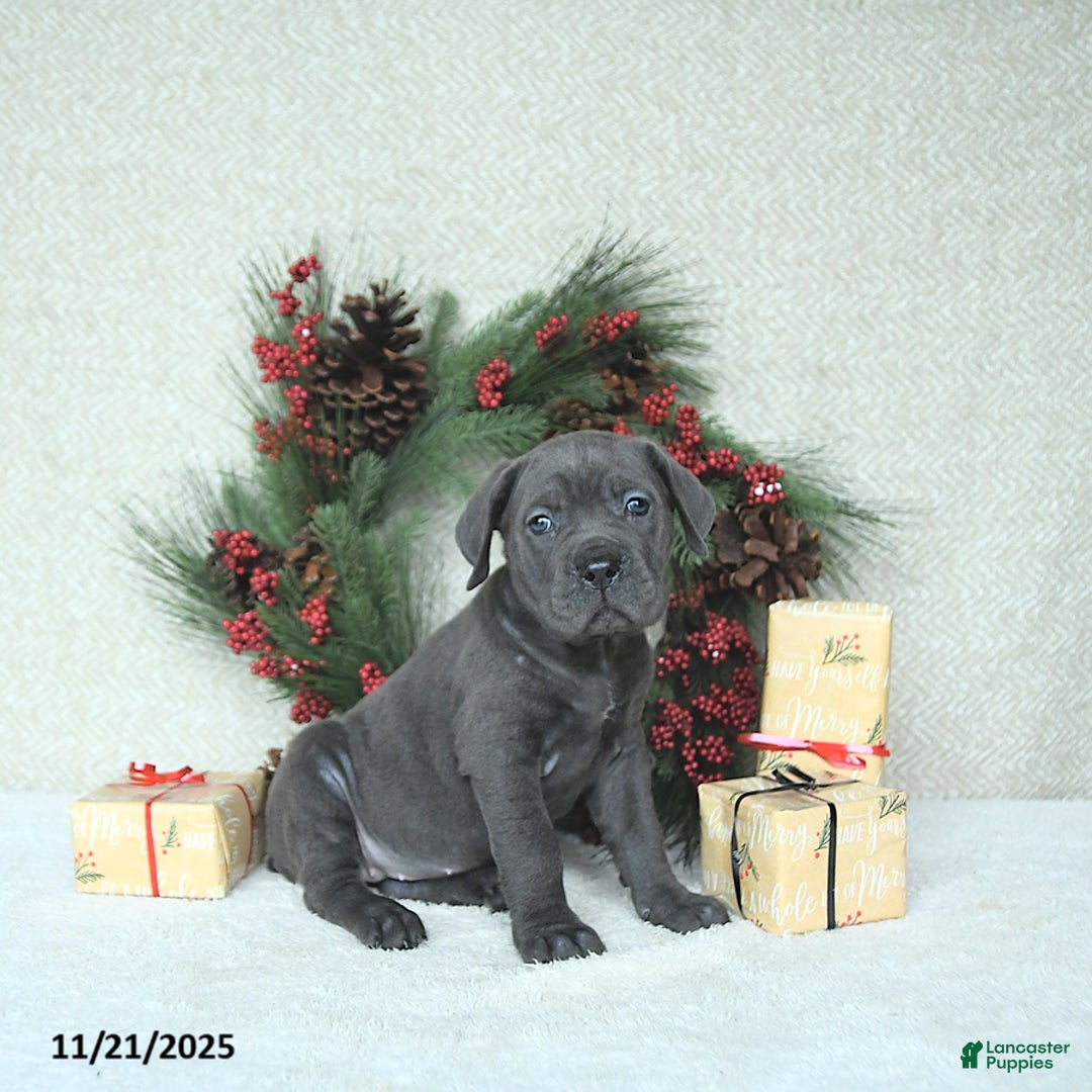 Cane Corso dogs for sale: Nova - Ad 7