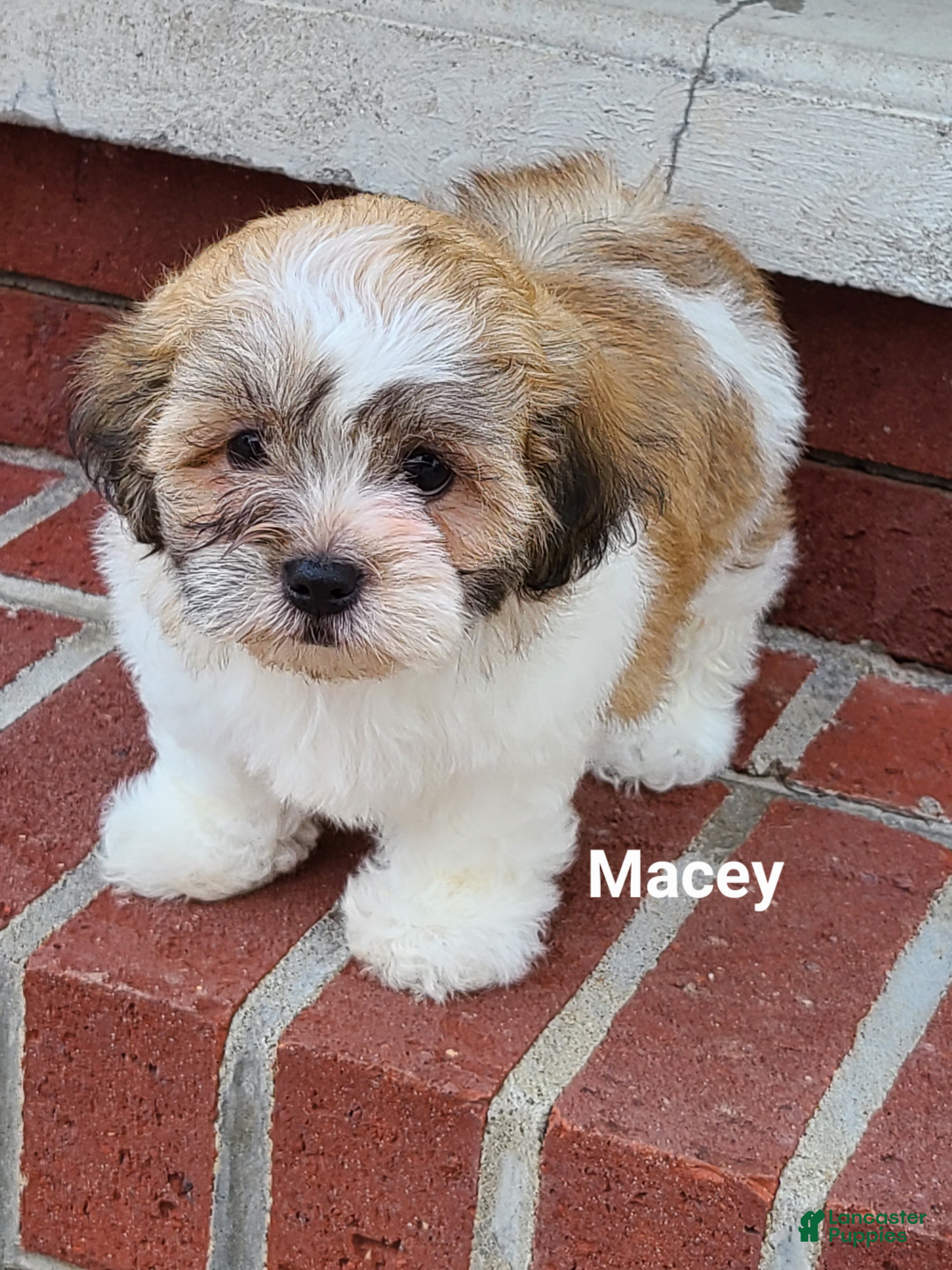 Teddy Bear dogs Macey  - Ad 1