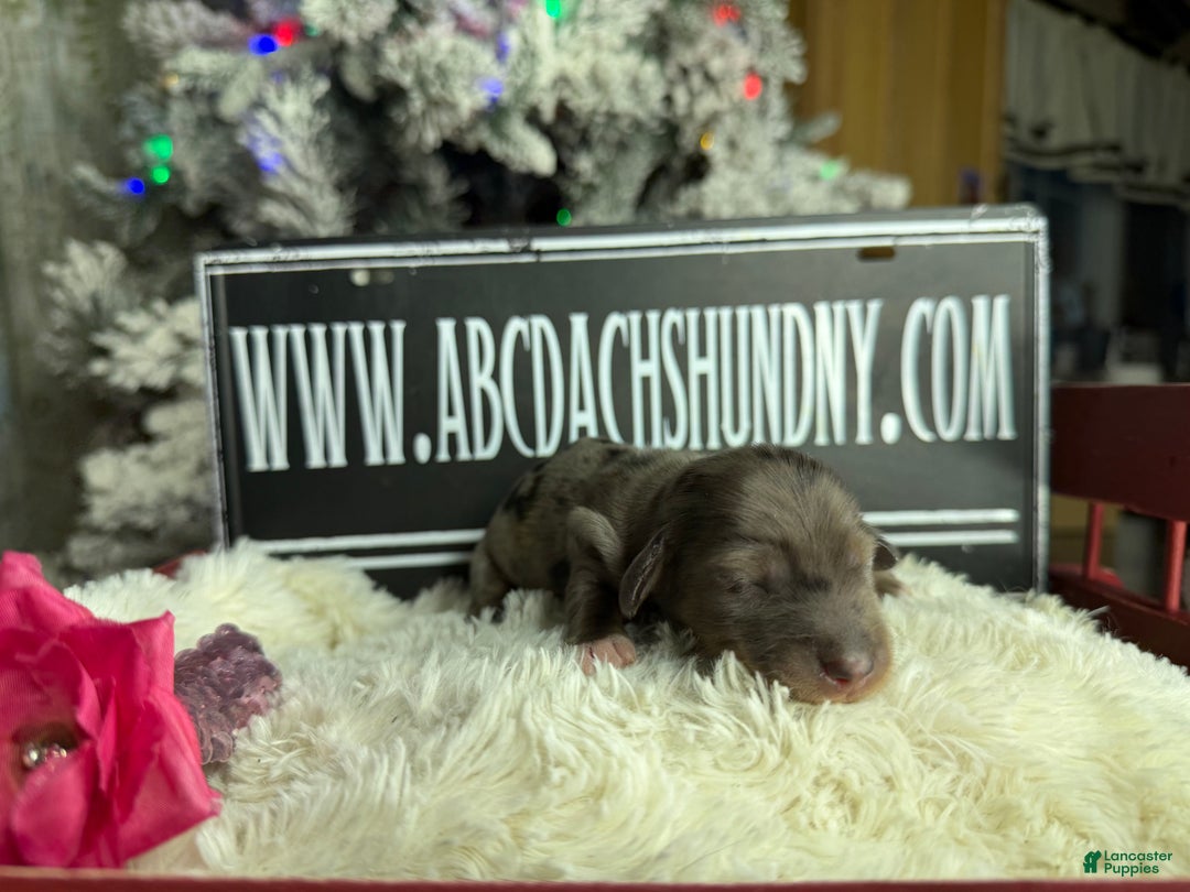 Miniature Dachshund dogs for sale: Dapple - Ad 4