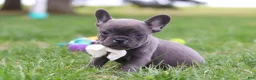 French Bulldog dogs for sale: Lexi - Ad 4