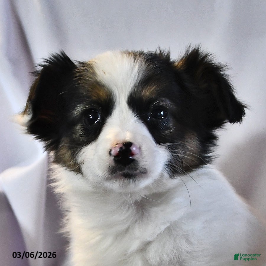 Papillon dogs Sphnix - Ad 2