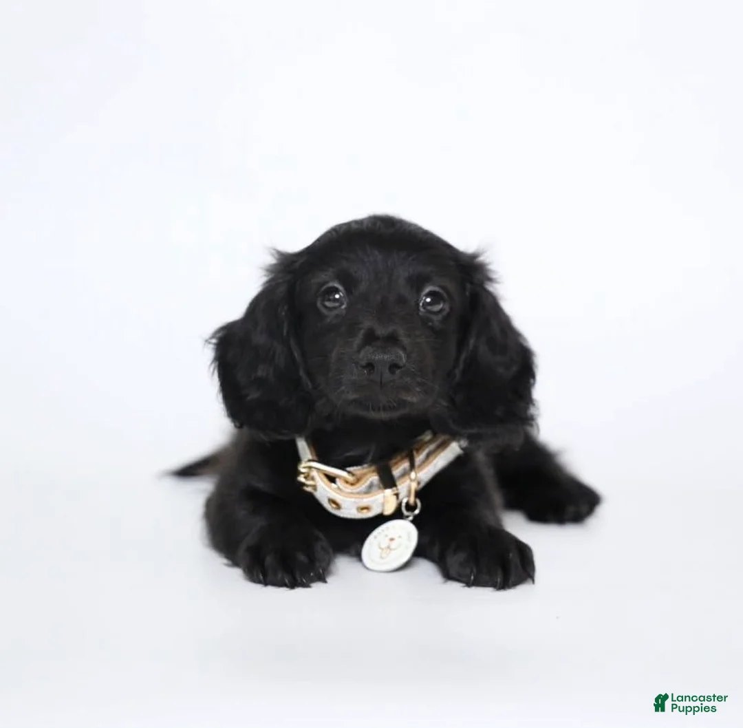 Miniature Dachshund dogs for sale: Mac - Ad 2