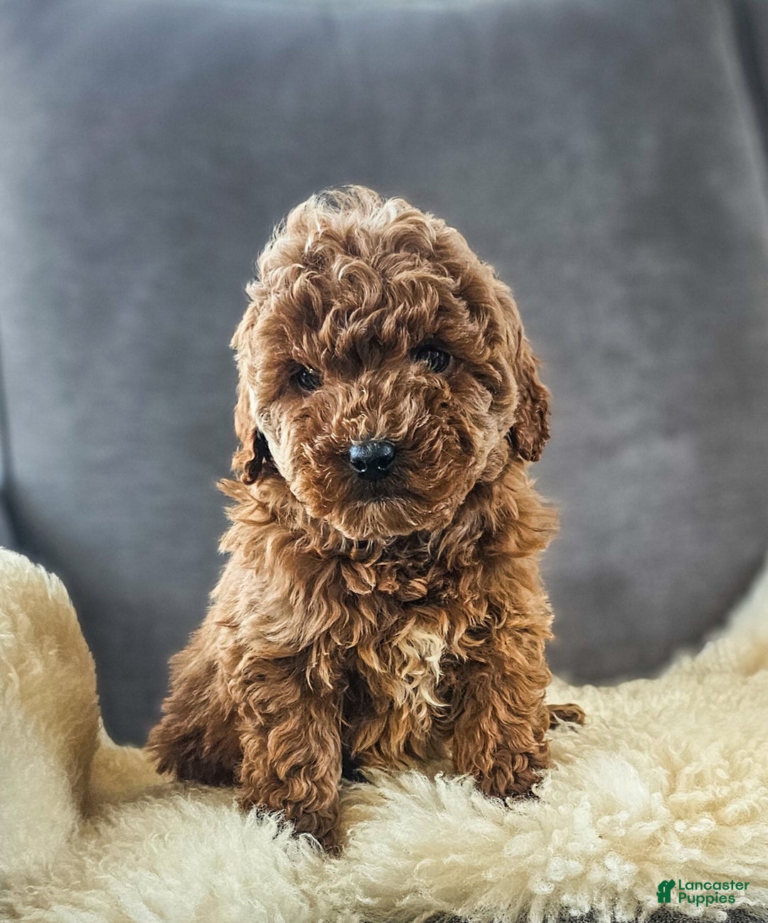 Mini Goldendoodle dogs for sale: Miley - Ad 5