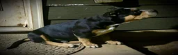 American Bully dogs for sale: American Bully Puppy 1 - Ad 3