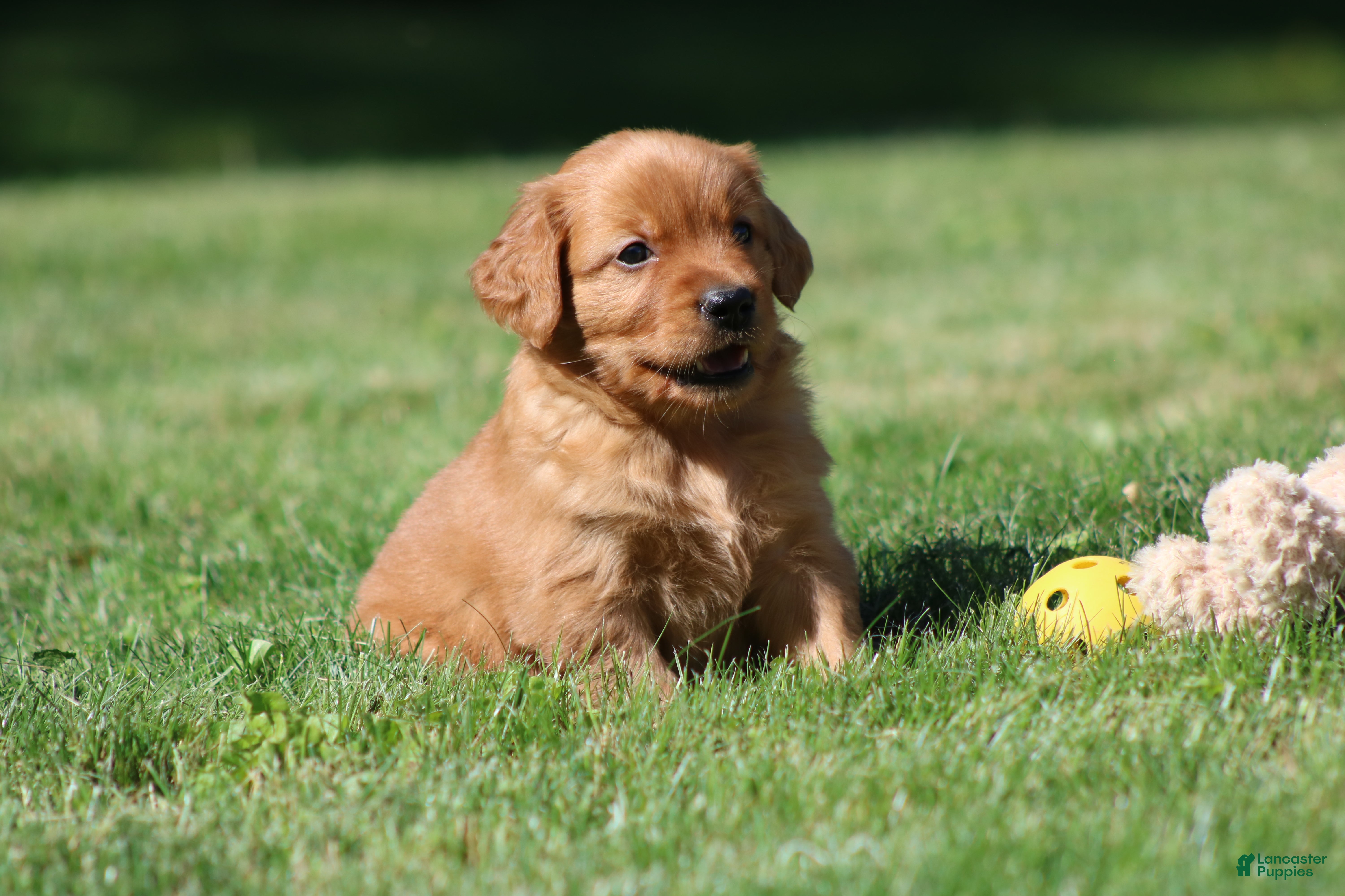 Golden Retriever dogs Frankie - Ad 1