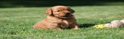 Golden Retriever dogs for sale: Frankie - Ad 1