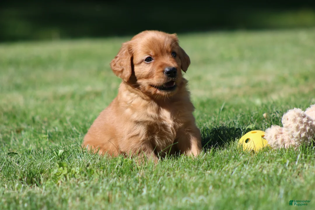 Golden Retriever dogs for sale: Frankie - Ad 1