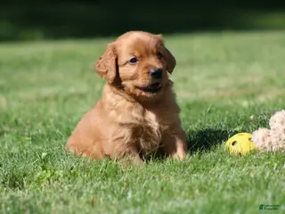 Golden Retriever dogs for sale: Frankie - Ad 4