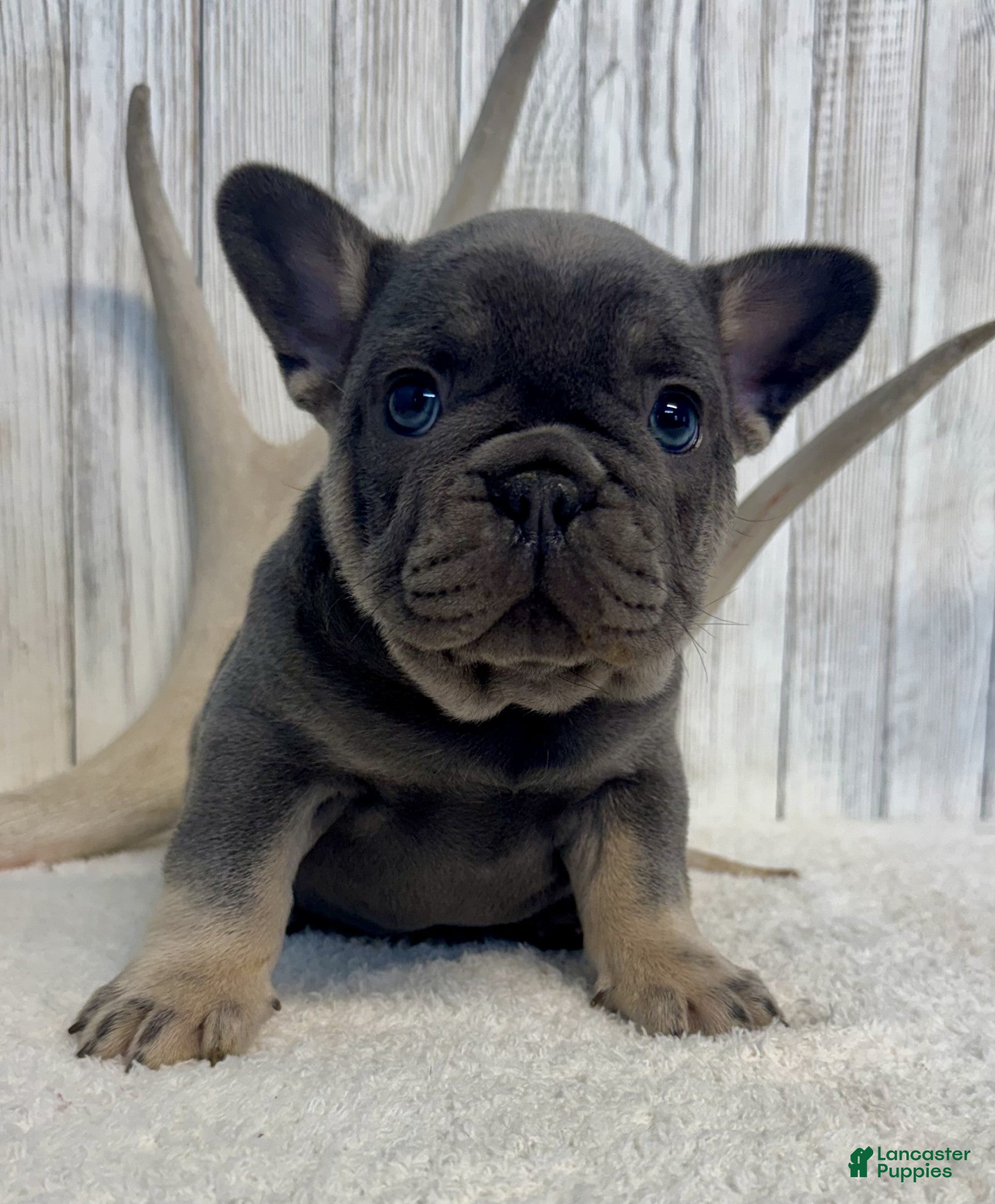 French Bulldog dogs Carter - Ad 2