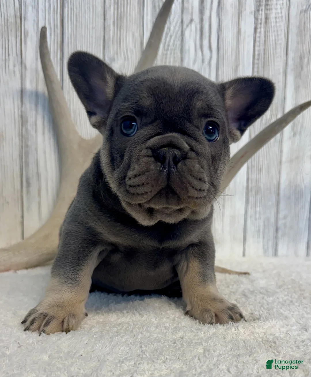 French Bulldog dogs for sale: Carter - Ad 2
