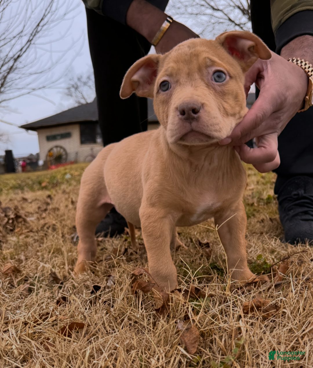 American Bully dogs for sale: Nat - Ad 2