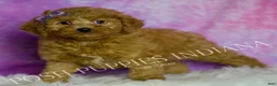 Mini Goldendoodle dogs for sale: Layla - Ad 3