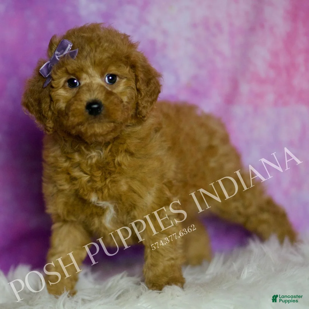Mini Goldendoodle dogs for sale: Layla - Ad 3