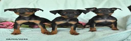 Miniature Pinscher dogs for sale: Nina - Ad 3