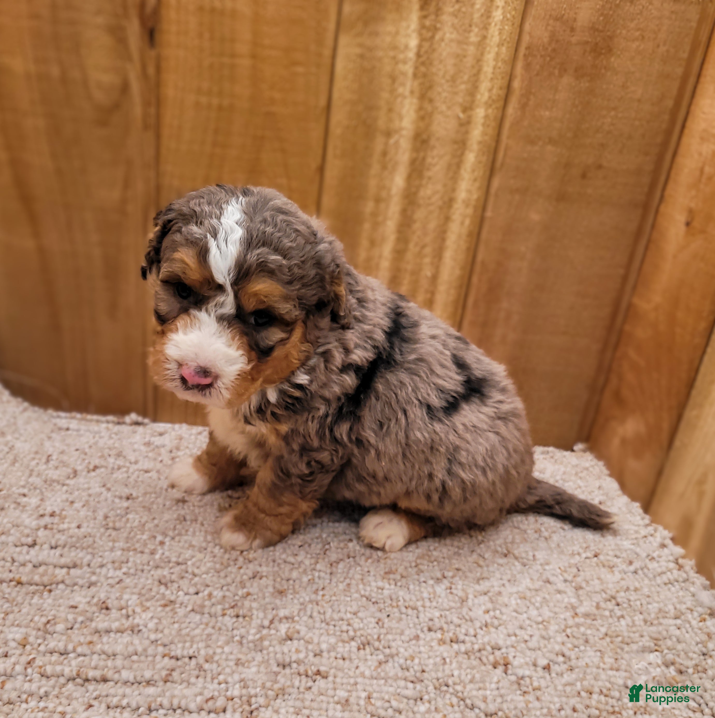 Mini Bernedoodle dogs Milo - Ad 2