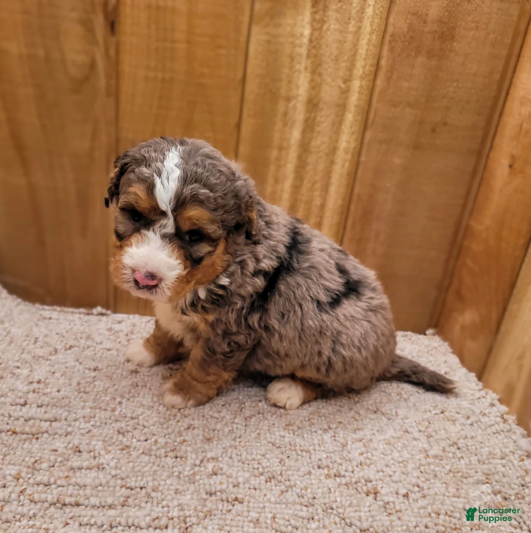Mini Bernedoodle dogs for sale: Milo - Ad 2