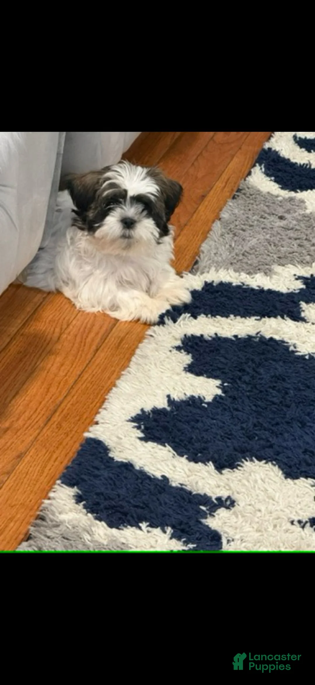 Shih Tzu dogs for sale: Shih Tzu  - Ad 2