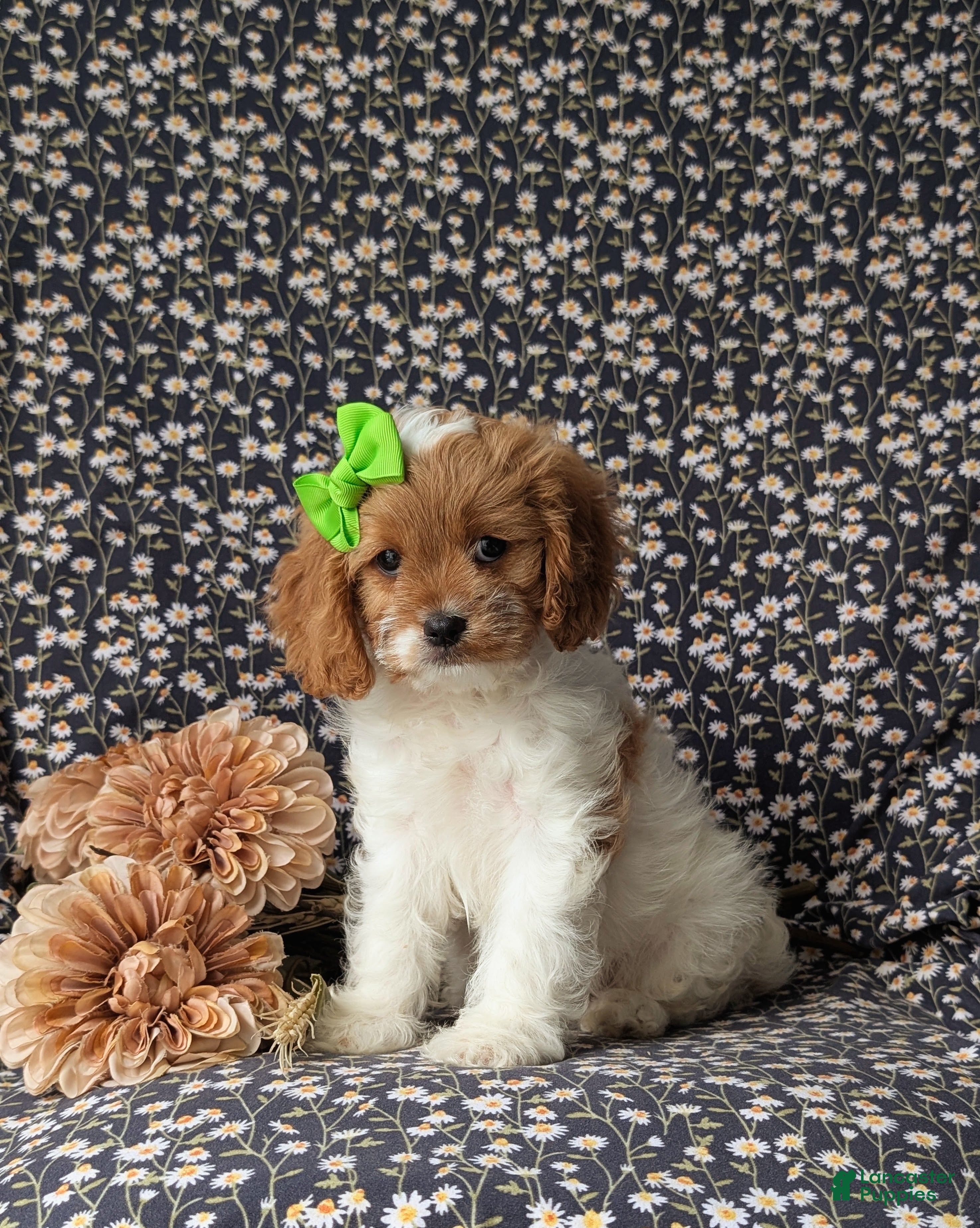 Cavapoo dogs for sale: Susanna - Ad 2