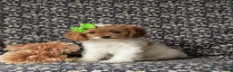 Cavapoo dogs for sale: Susanna - Ad 1