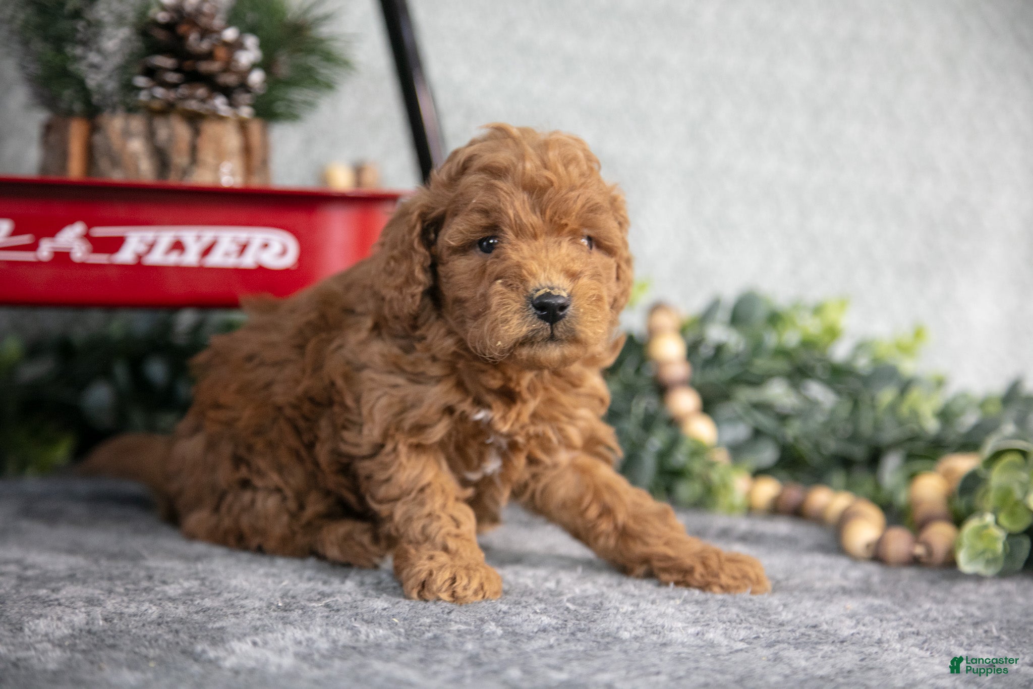 Mini Goldendoodle dogs Vanessa - Ad 2