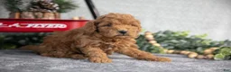 Mini Goldendoodle dogs for sale: Vanessa - Ad 2