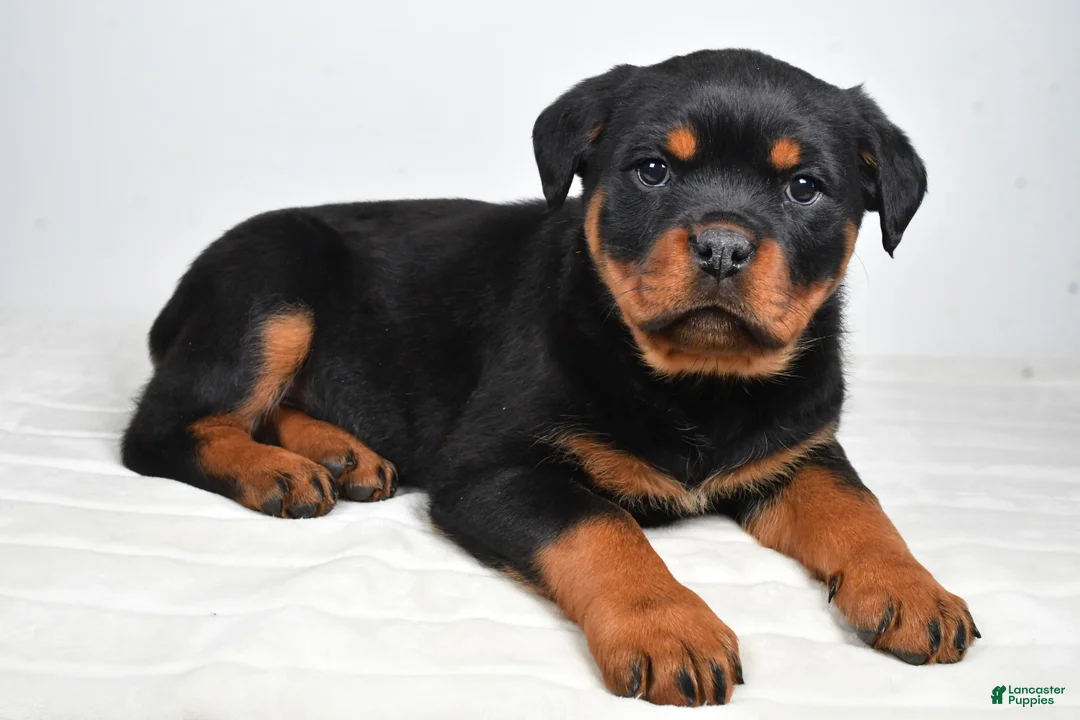 Rottweiler dogs for sale: Polly - Ad 1