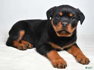Rottweiler dogs Polly - Ad 12