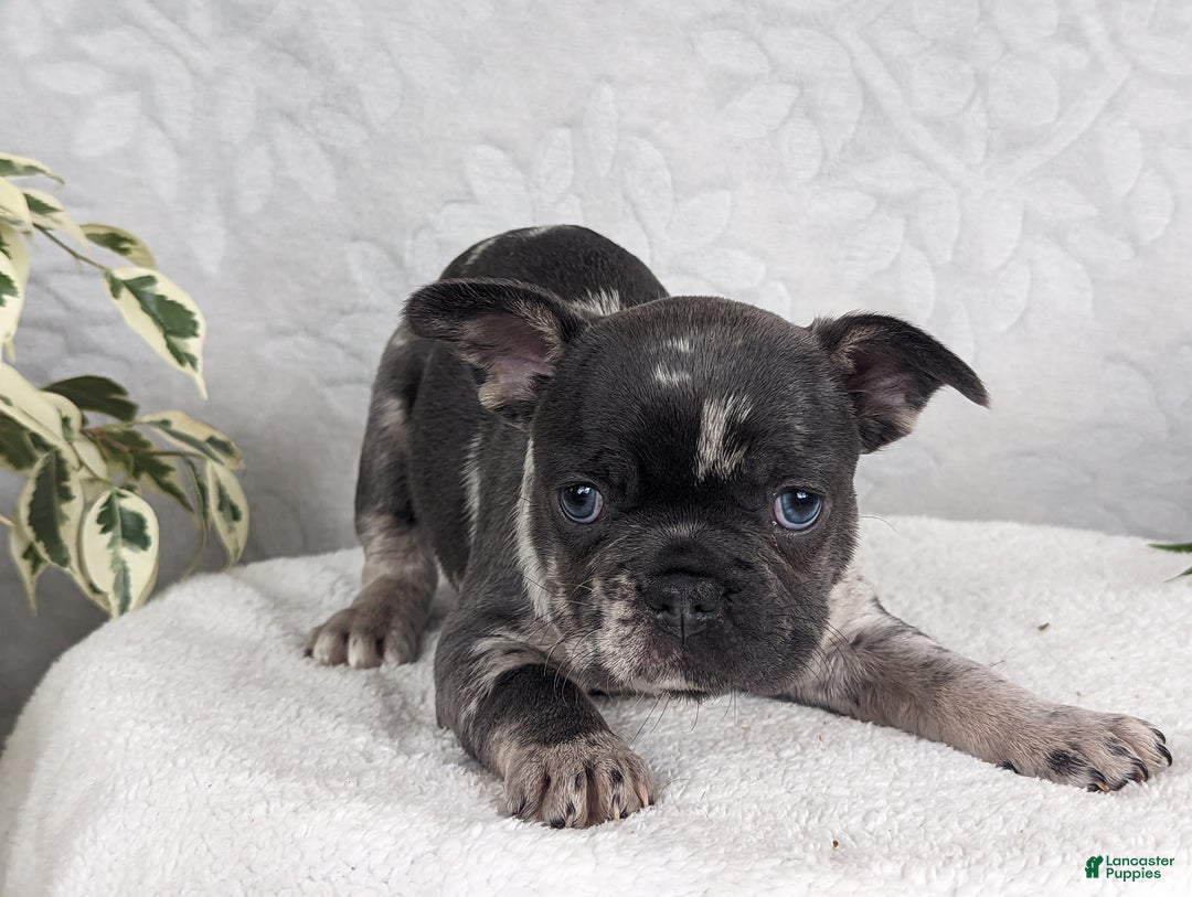 French Bulldog dogs for sale: Star - Ad 3