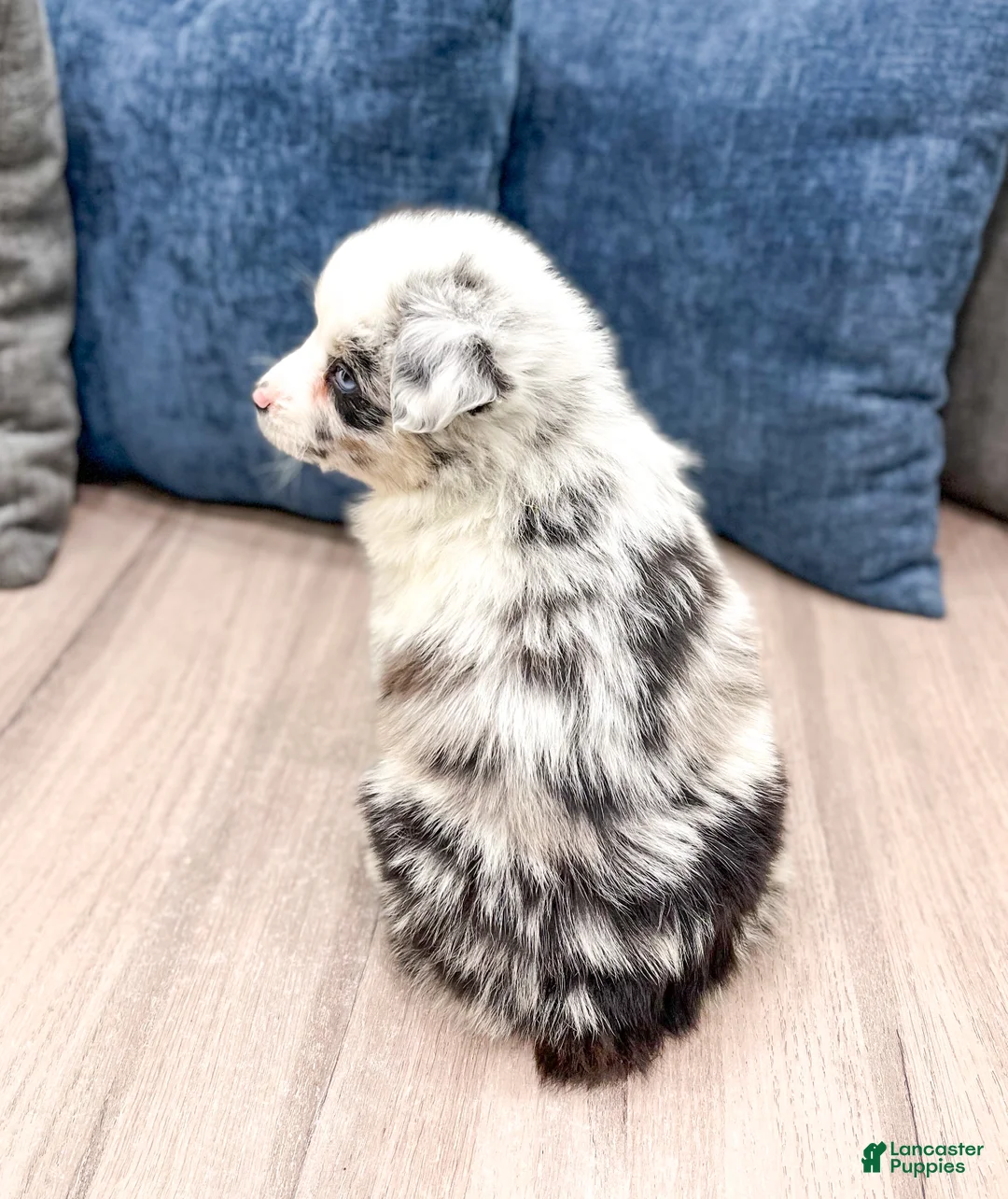 Miniature Australian Shepherd dogs for sale: Lily - Ad 5