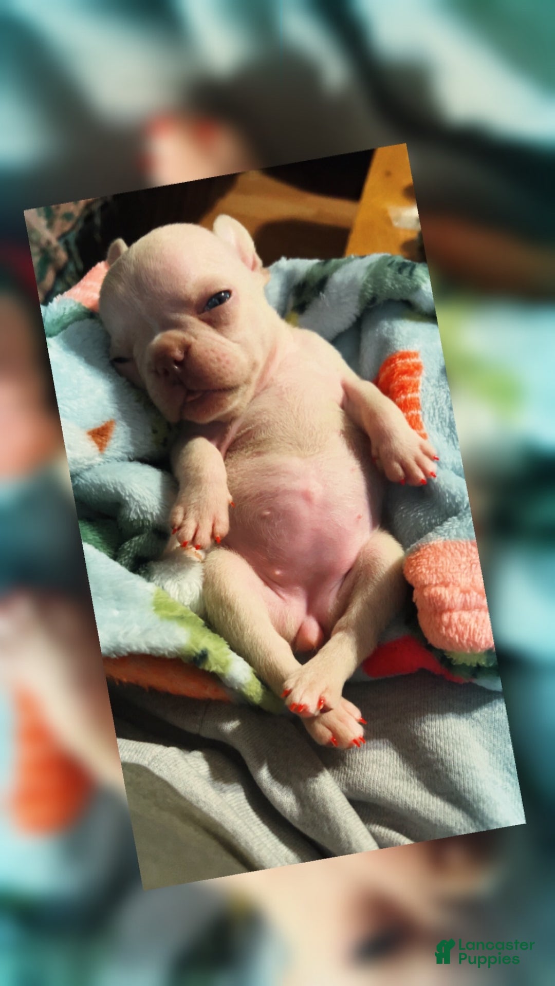 French Bulldog dogs for sale: Koia - Ad 3