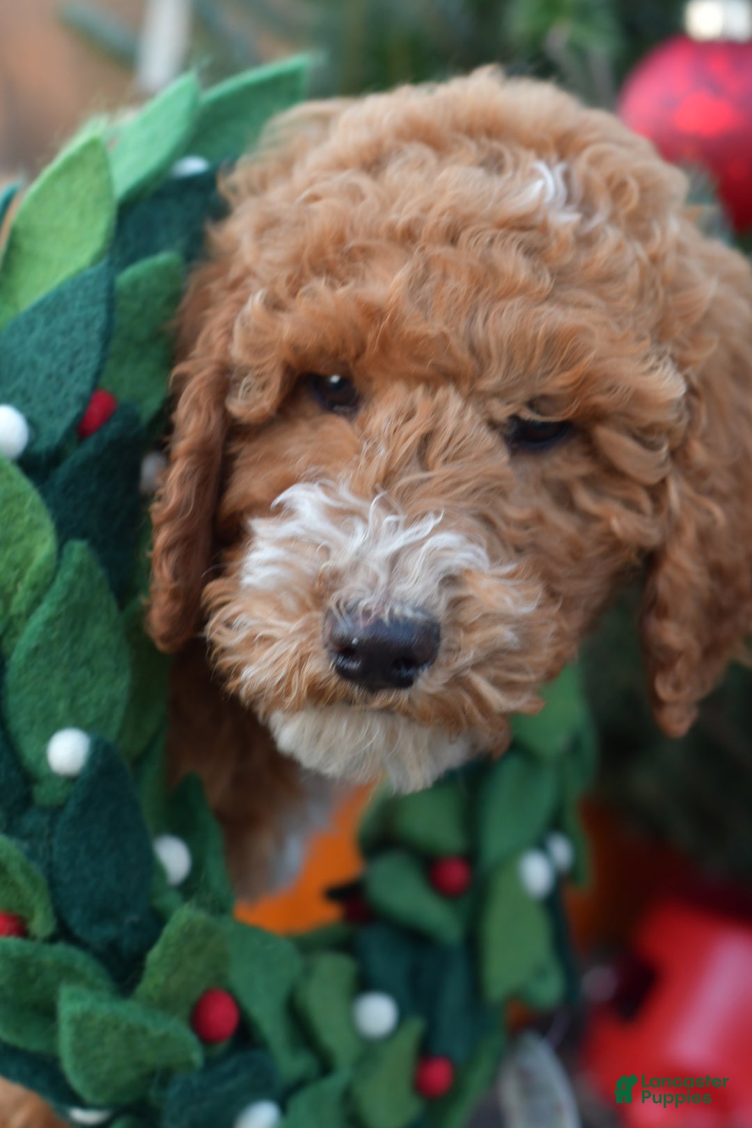 Standard Poodle dogs for sale: Candy - Ad 21