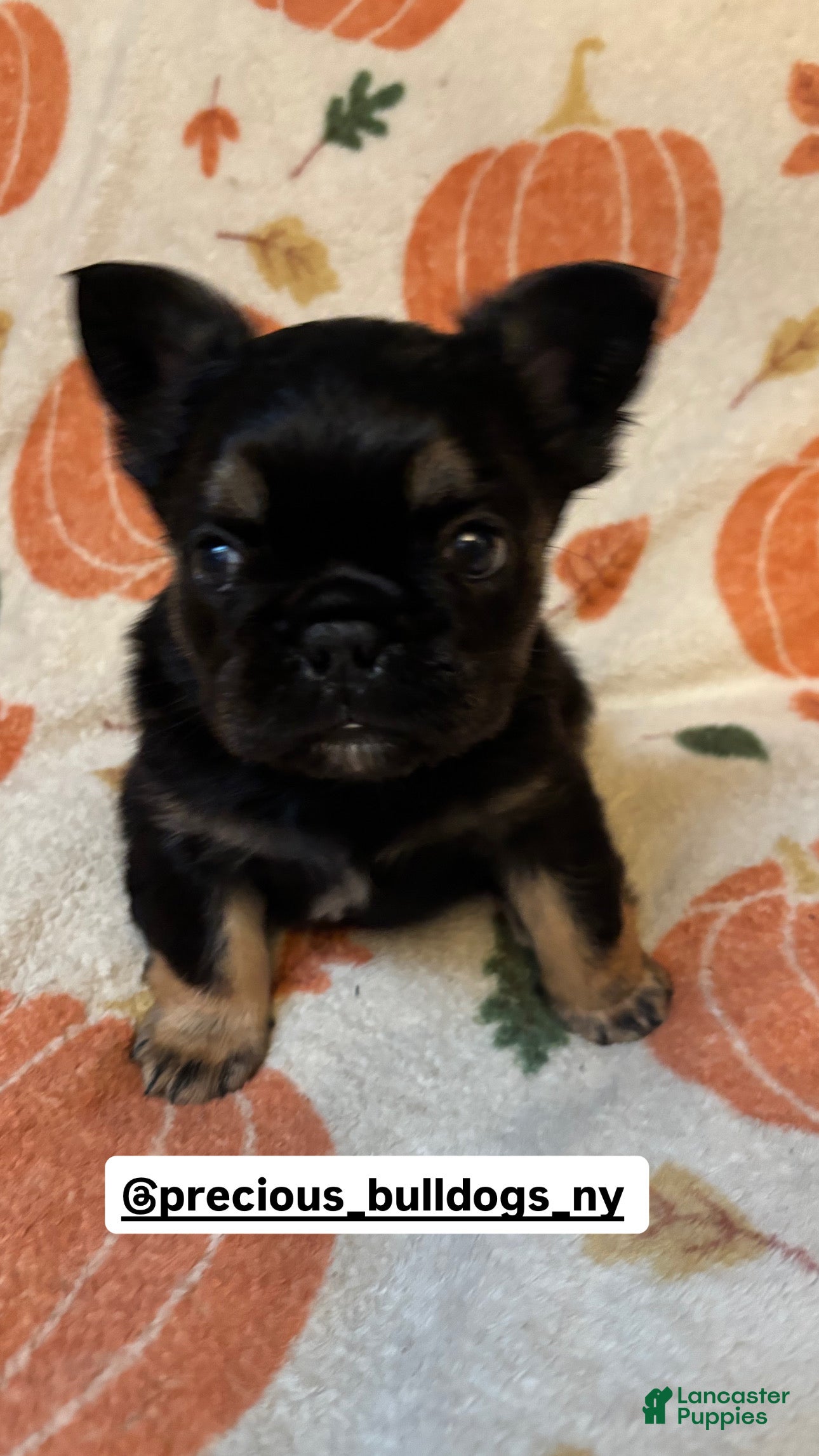 French Bulldog dogs French Bulldog Puppy 1 - Ad 15