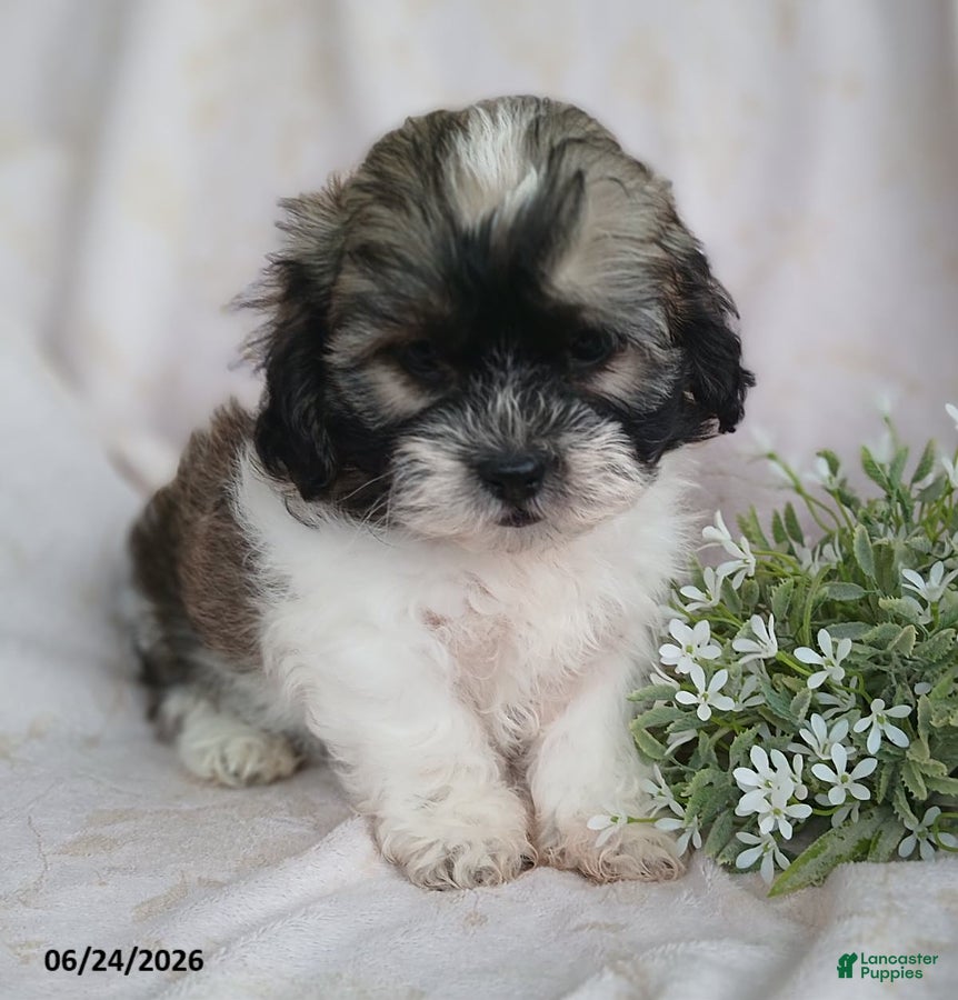 Teddy Bear dogs Emerson - Ad 1