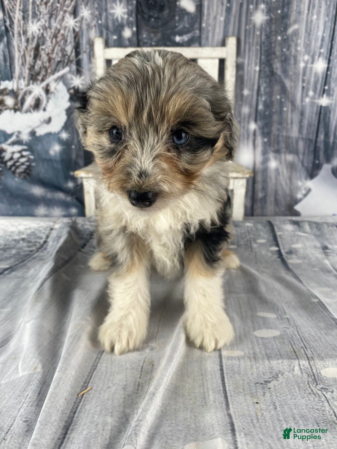 Aussiedoodle dogs for sale: Kora - Ad 12