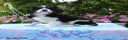 Cavalier King Charles Spaniel dogs for sale: Selene - Ad 1