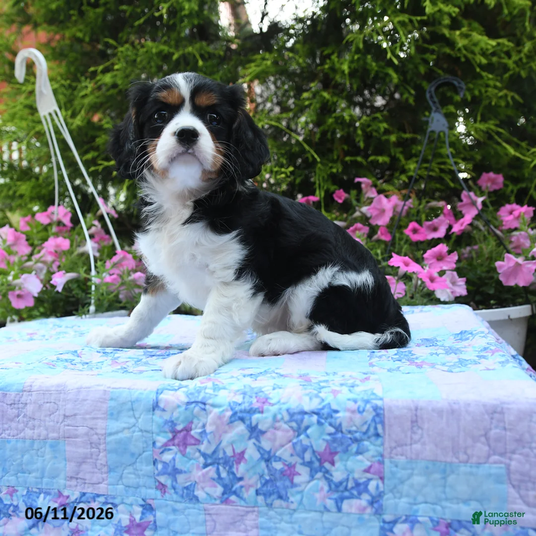 Cavalier King Charles Spaniel dogs for sale: Selene - Ad 1