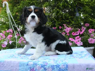 Cavalier King Charles Spaniel dogs for sale: Selene - Ad 2
