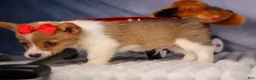 Welsh Corgi Pembroke dogs for sale:  Brusier 🐶 - Ad 12