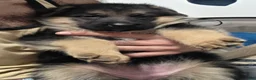 German Shepherd dogs for sale: RITA 🐾 - Ad 5