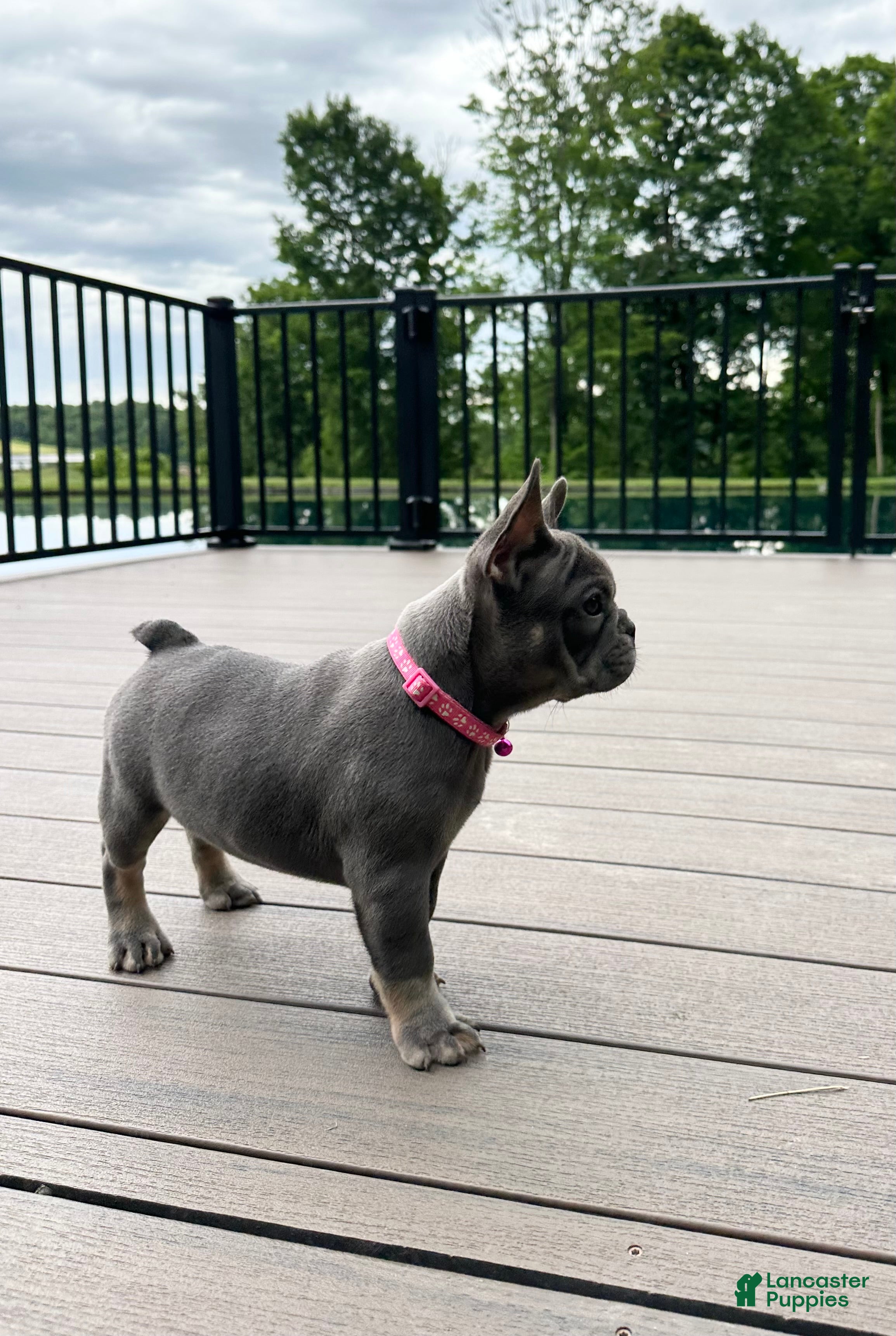 French Bulldog dogs Sena - Ad 2