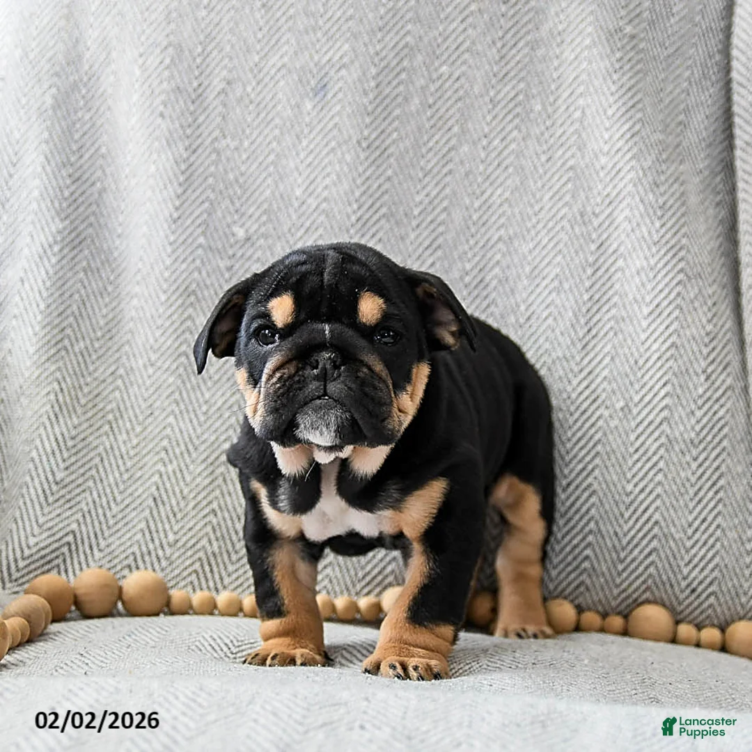 English Bulldog dogs for sale: Butter Pecan - Ad 2