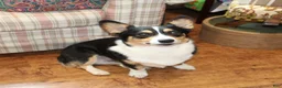 Welsh Corgi Pembroke dogs for sale: Cocoa - Ad 7