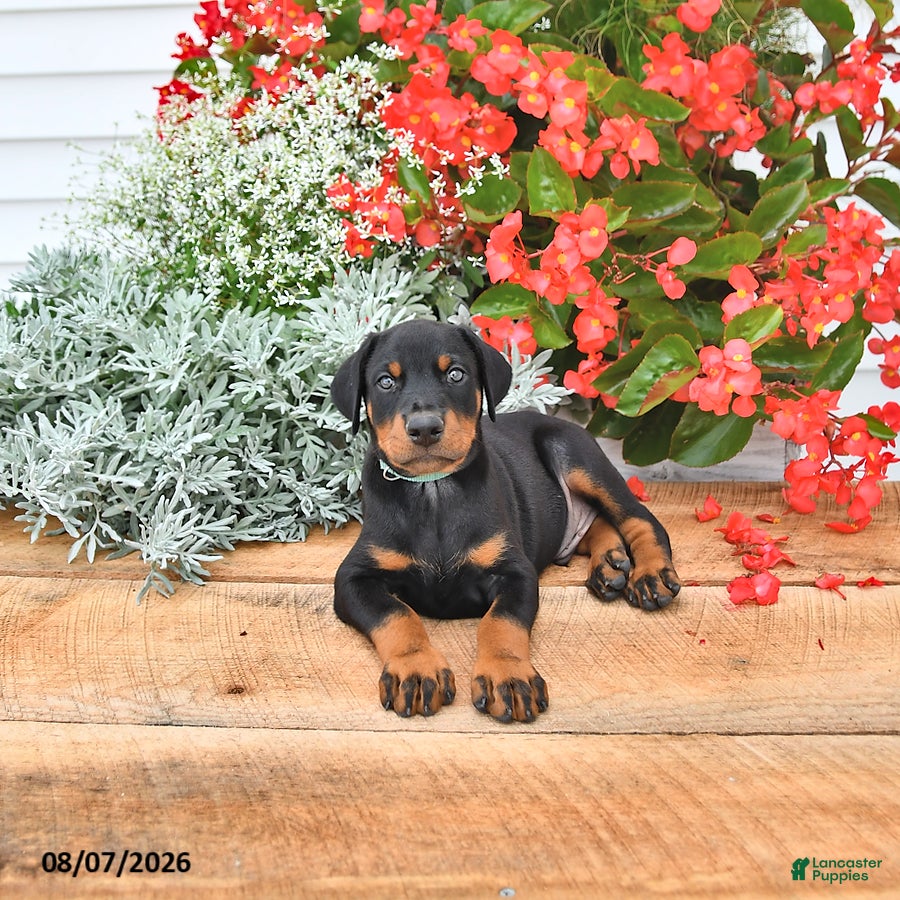 Doberman Pinscher dogs Otto - Ad 2